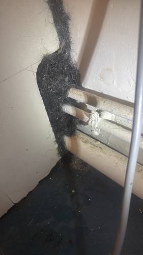 Dératisation et gestion anti-nuisibles 