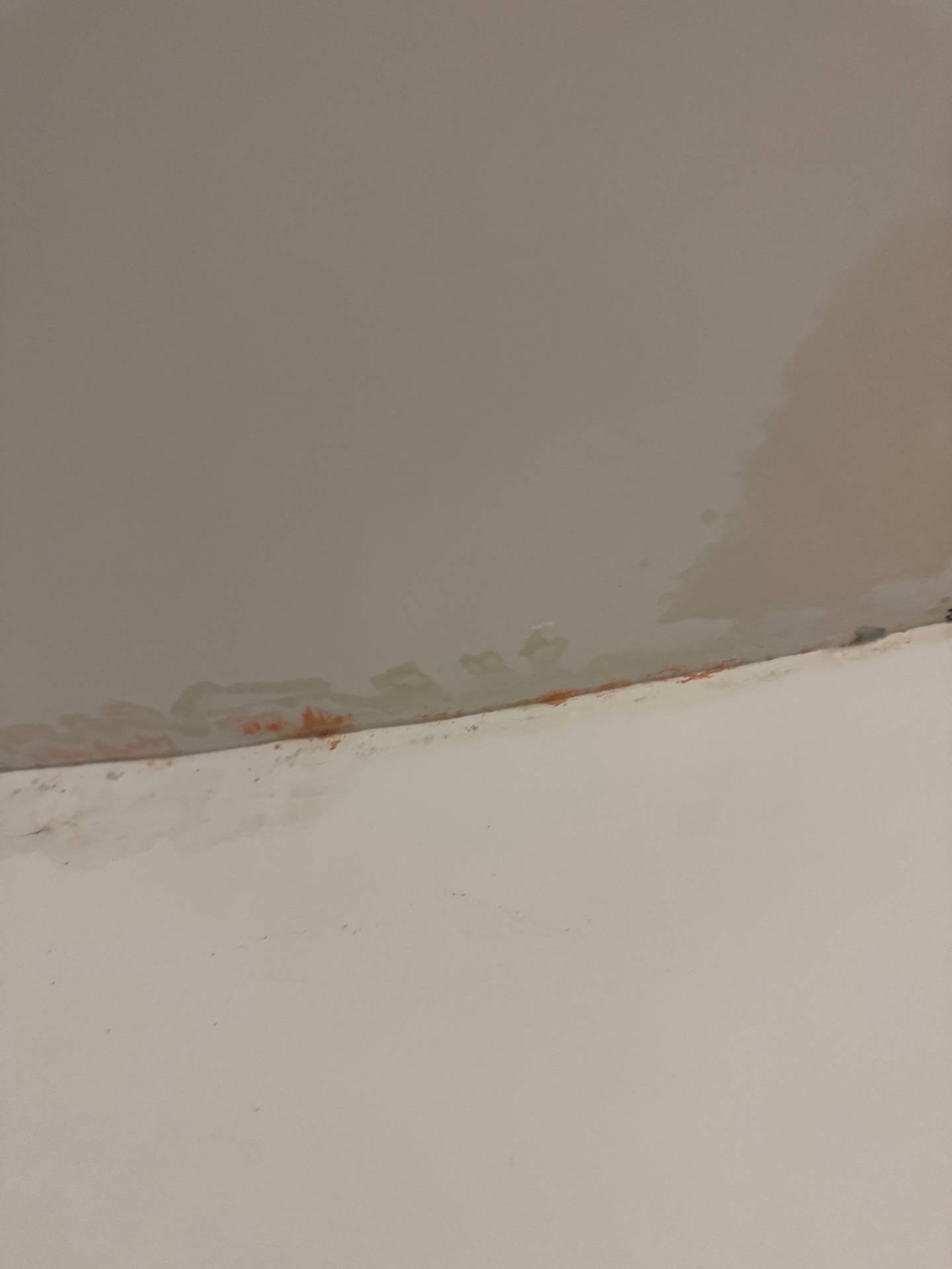 Remise en peinture suite dégât des eaux 